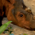 Last U.S. Sumatran rhino on mating mission